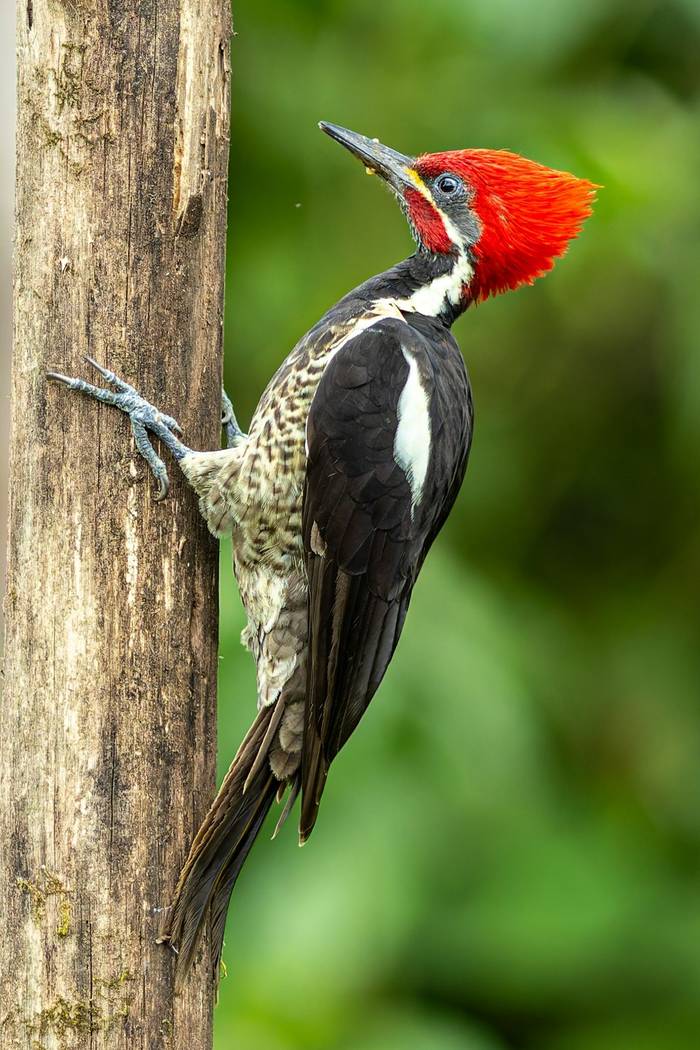 Lineated Woodpecker © Francisco Muñoz.jpg