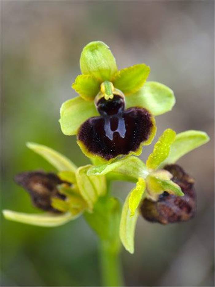 Ophrys passionis (John and Jenny Willsher)
