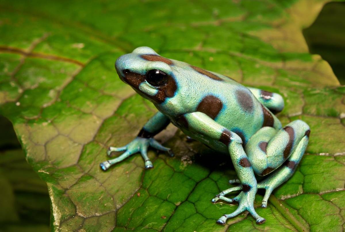 Green-and-black Poison Arrow Frog (Dendrobates auratus)