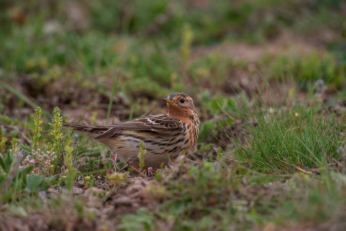 Red-throated Pipit