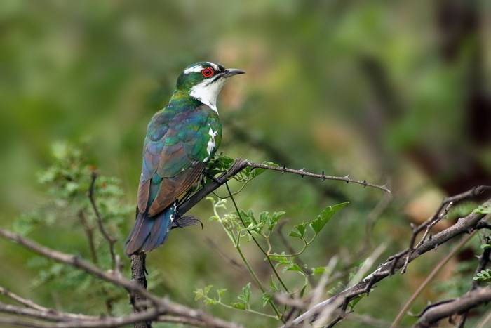 Diederik Cuckoo
