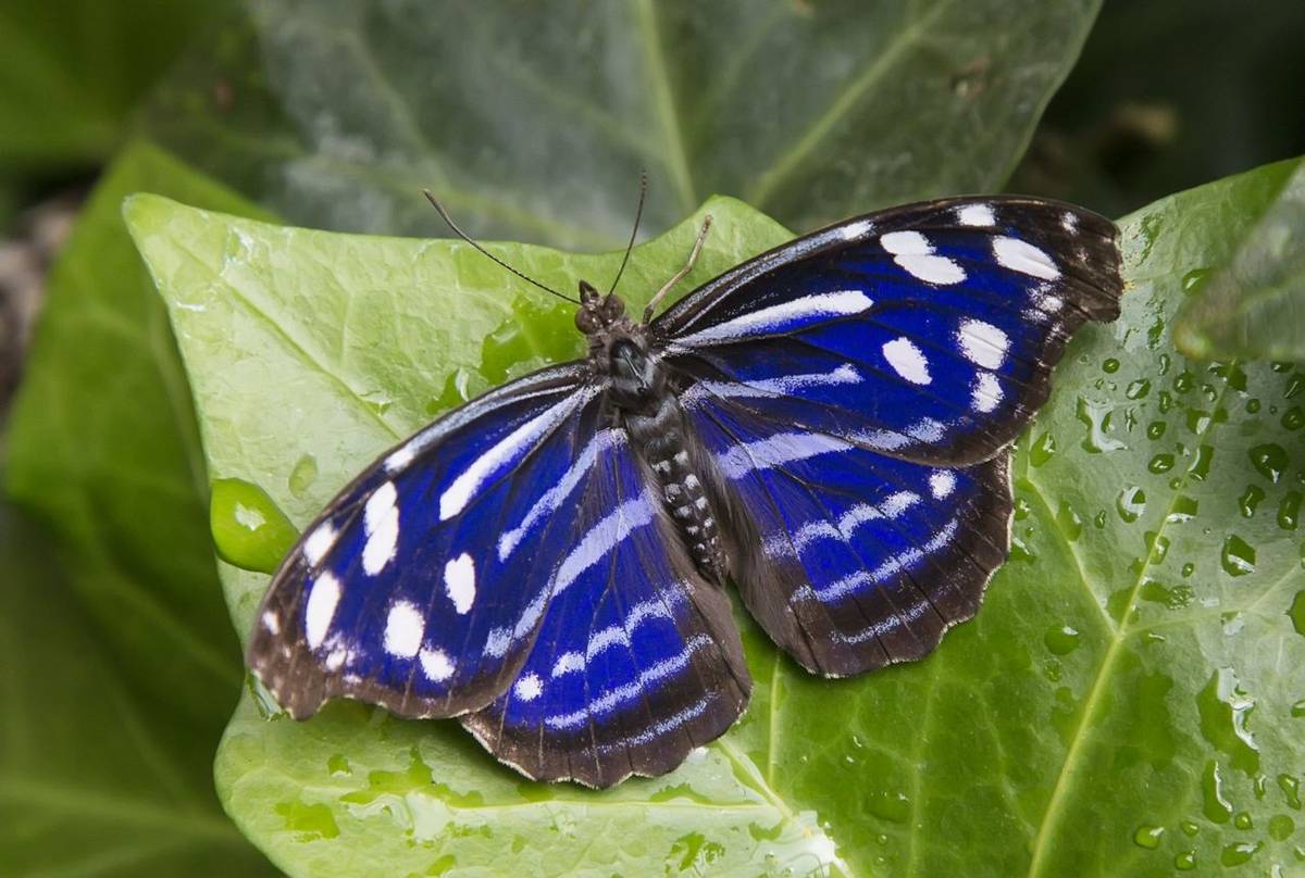 P20, (TEXAS) Mexican Bluewing Butterfly Shutterstock 458909569