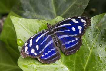 P20, (TEXAS) Mexican Bluewing Butterfly Shutterstock 458909569