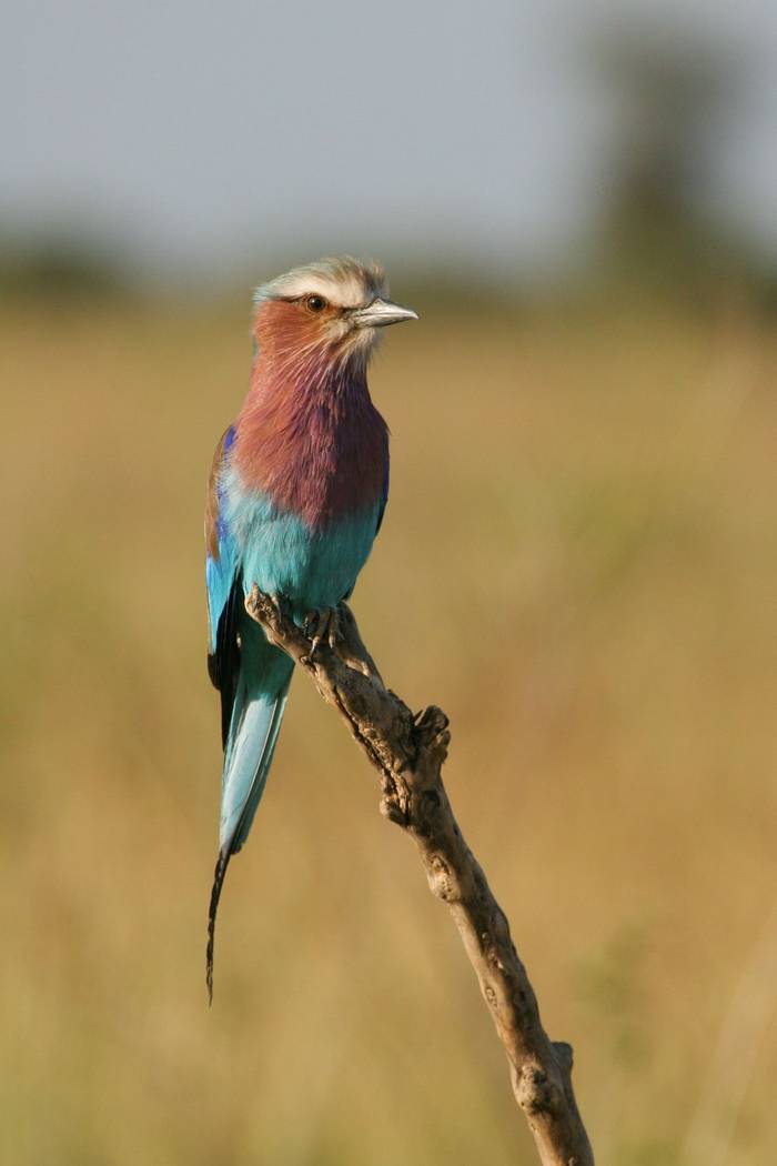 Lilac-breasted Roller (Jl de Wet).jpg