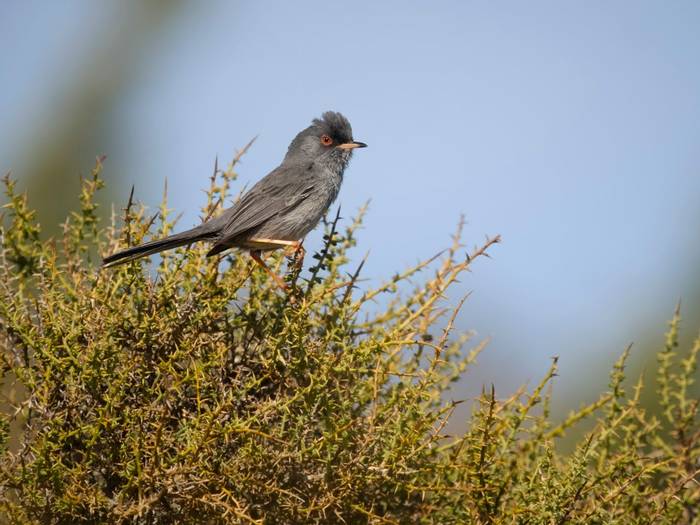 Marmora's Warbler