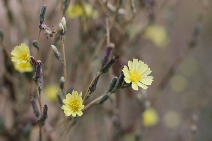 Least Lettuce (Lactuca saligna)