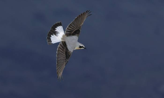 Northern Wheatear (Dave Jackson)
