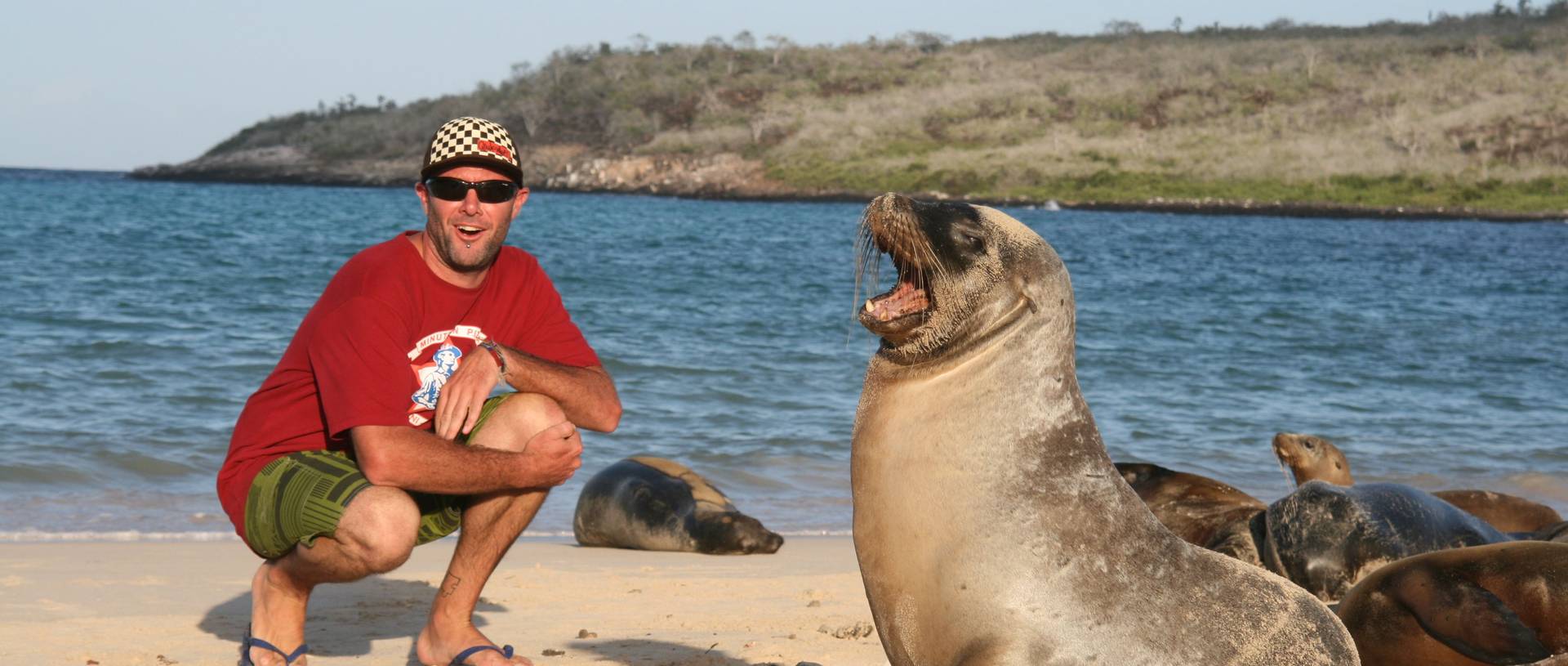 Seal Lion, Galapagos