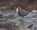 Dipper, Cinclus cinclus, single bird on rock, Powys, Wales, April 2012