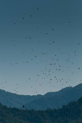 Raptor Migration Over Black Sea Cost, Georgia Shutterstock 184915226