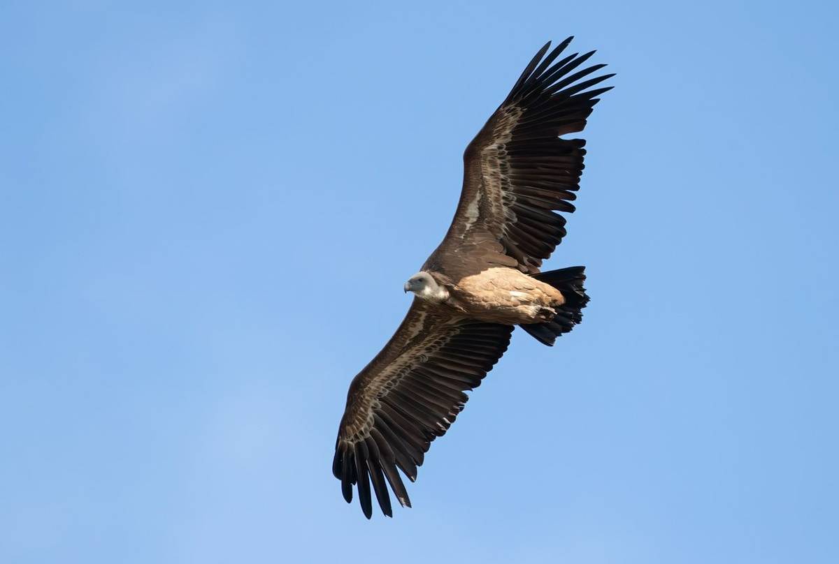 Griffon Vulture (Chris Griffin).jpg