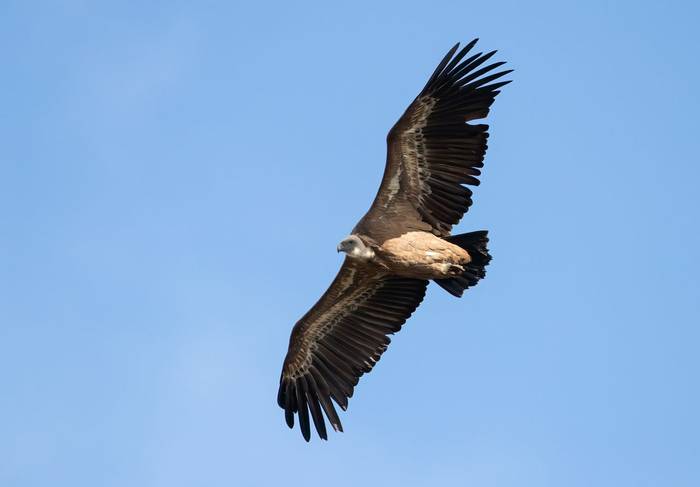 Griffon Vulture (Chris Griffin).jpg