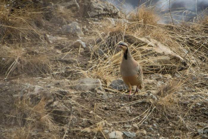 Chukar © M. Valkenburg