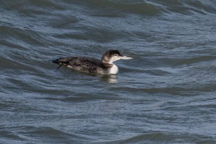 Great Northern Diver - Penlee.jpg