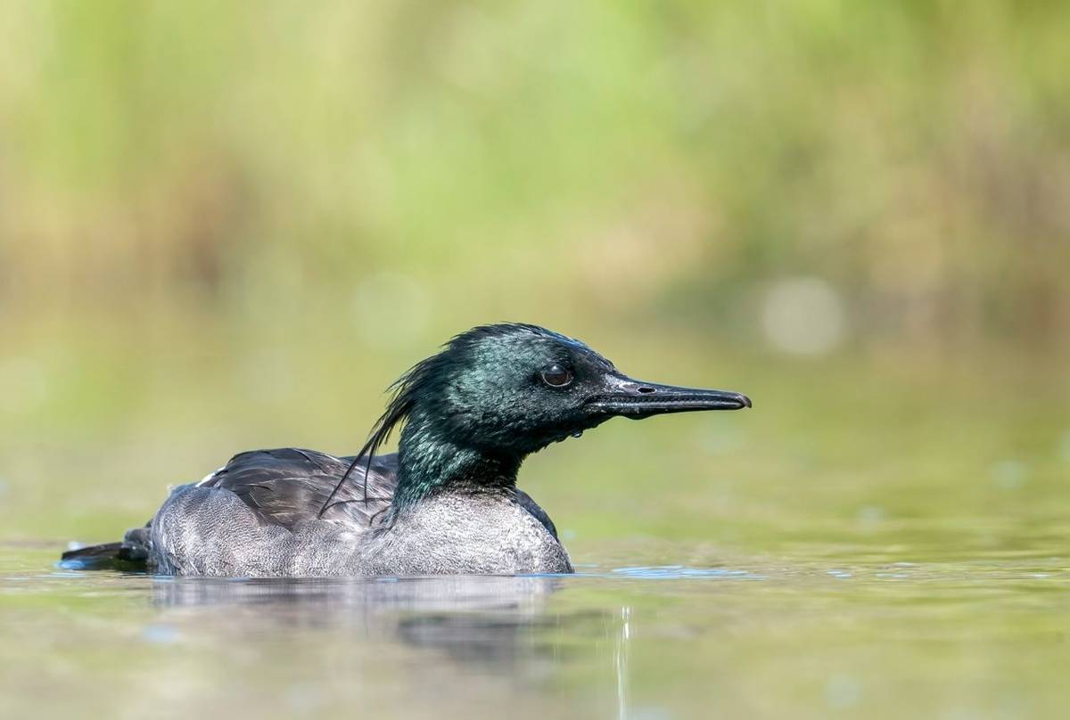 Brazilian Merganser shutterstock_2147518065.jpg