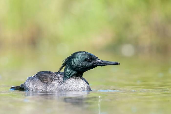 Brazilian Merganser shutterstock_2147518065.jpg