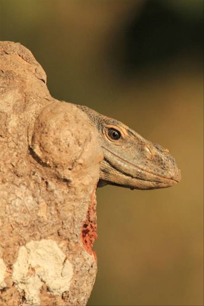 Indian Monitor Lizard (Janice Fiske)