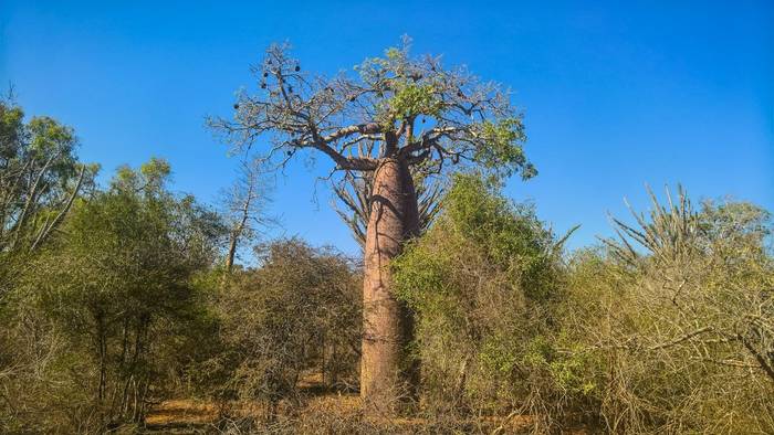 Reniala Nature Reserve, Madagascar shutterstock_1398037043.jpg