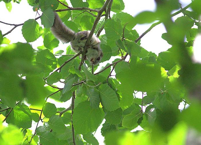 A young Siberian Flying Squirrel at lunch © Jan Kelchtermans.jpg