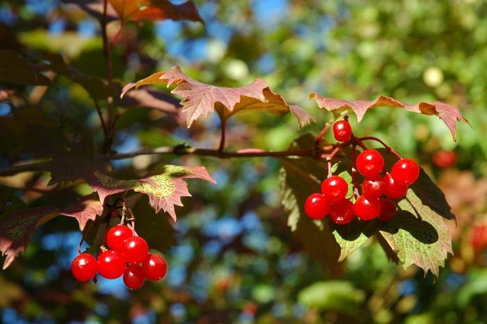 Viburnum opulus guelder rose (Karen van Oostrum)