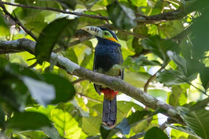 Spot-billed Toucanet male © James Warren, May 2026 (3).jpg