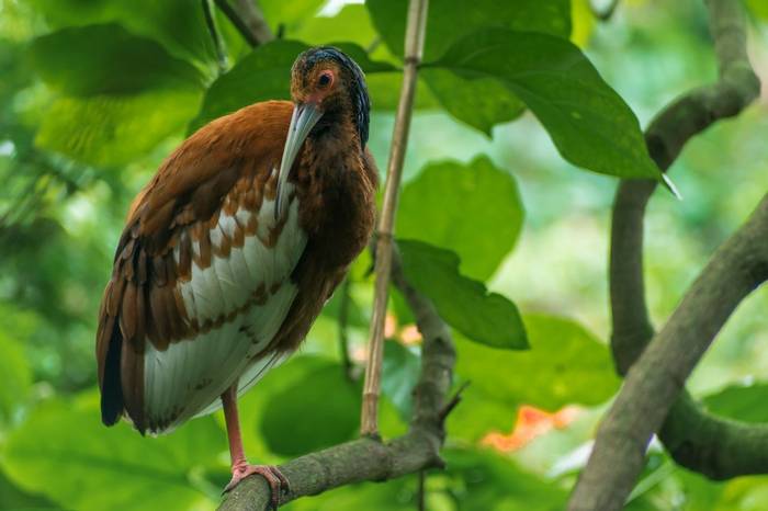 Madagascar Crested Ibis, Madagascar shutterstock_2004779153.jpg