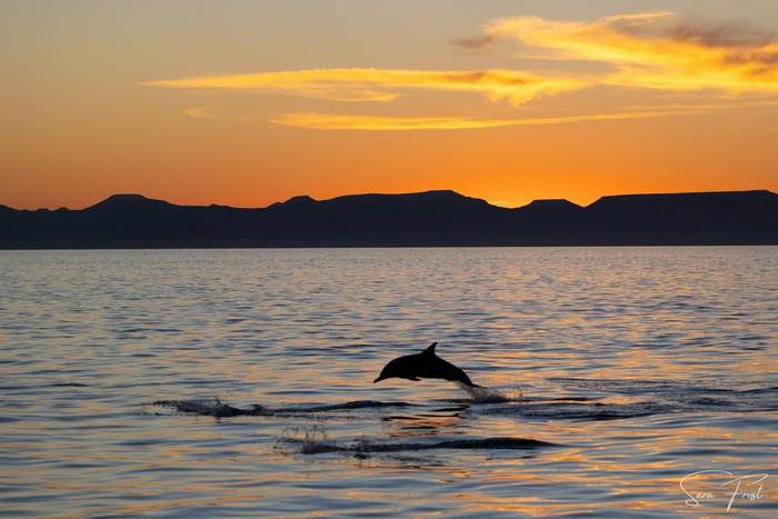 Common Dolphin in the sunset (Sara Frost).jpg