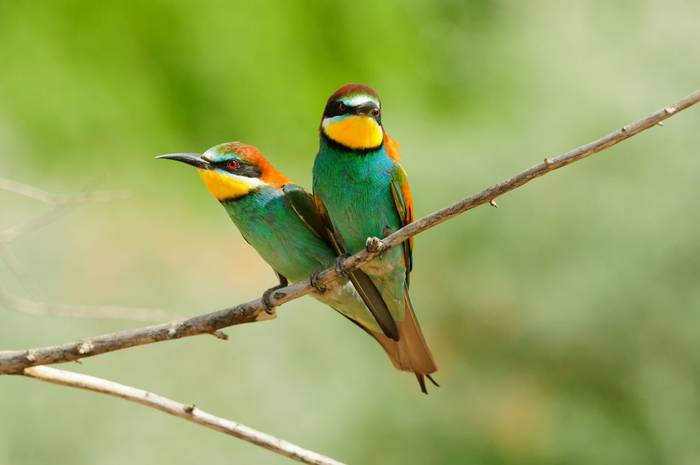 European Bee-eater