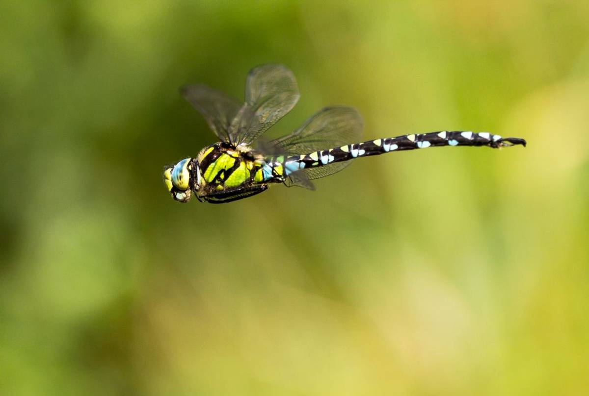 Southern Hawker shutterstock_158433059.jpg