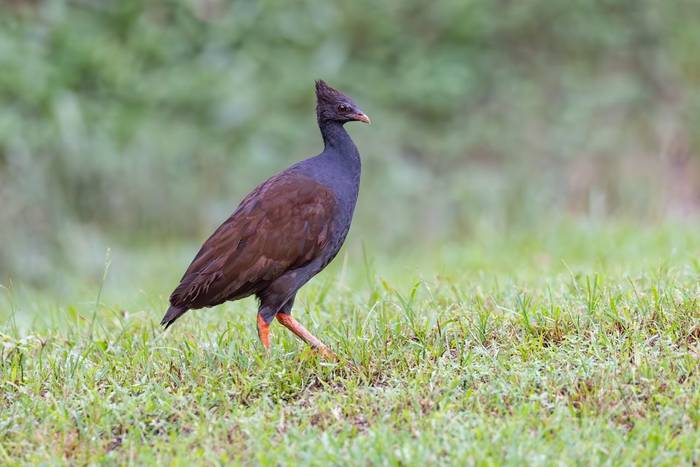 Orange-footed Scrubfowl