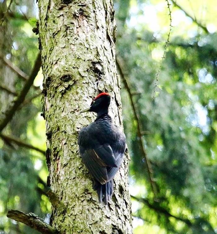 Black Woodpecker (Mark Elliot)