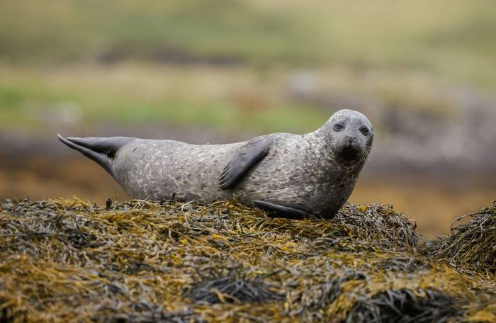 Grey Seal