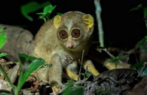 Sri Lanka ... by Night - Naturetrek