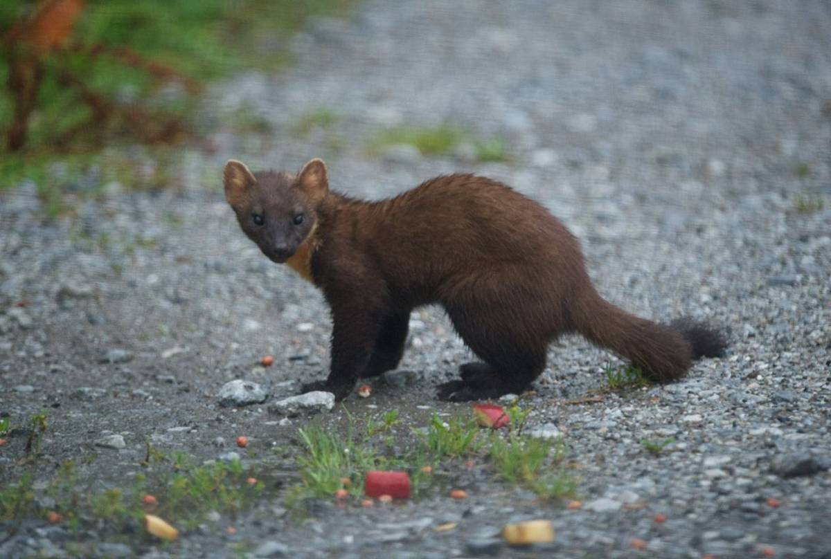 Pine Marten (Alain Verstraete)