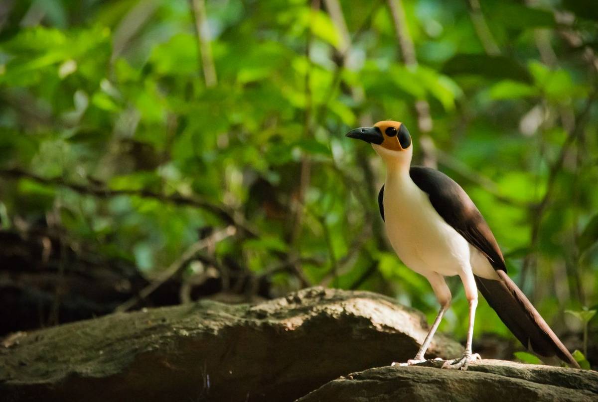 Yellow-headed Picathartes_Lucas Lombardo.jpg