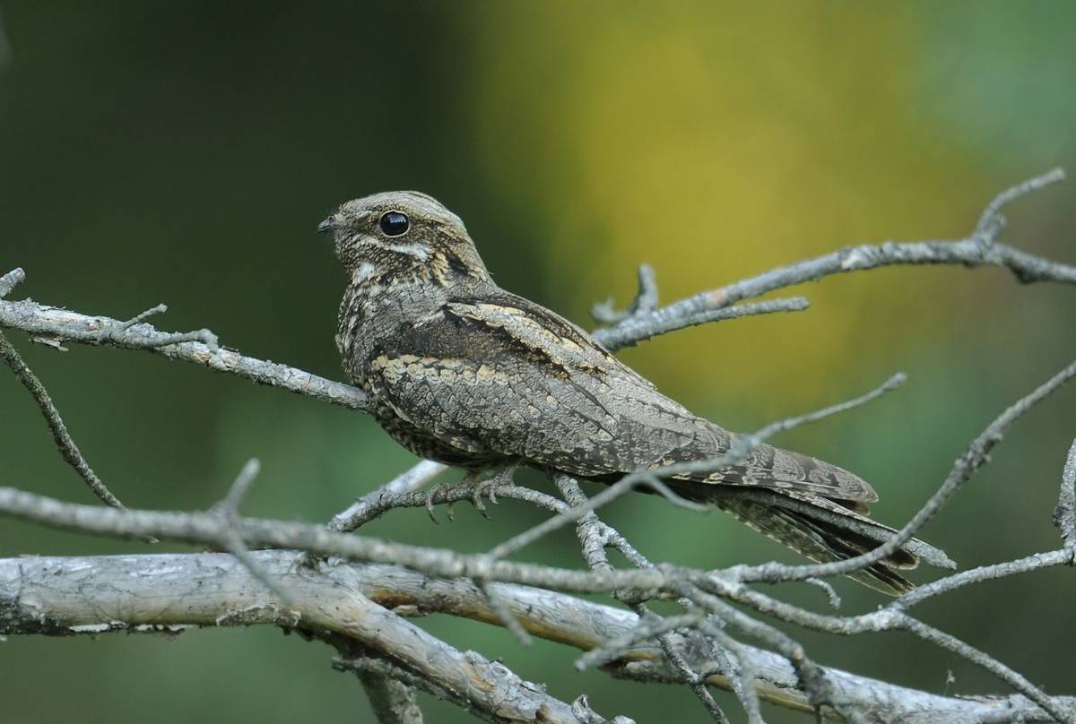 Nightjar