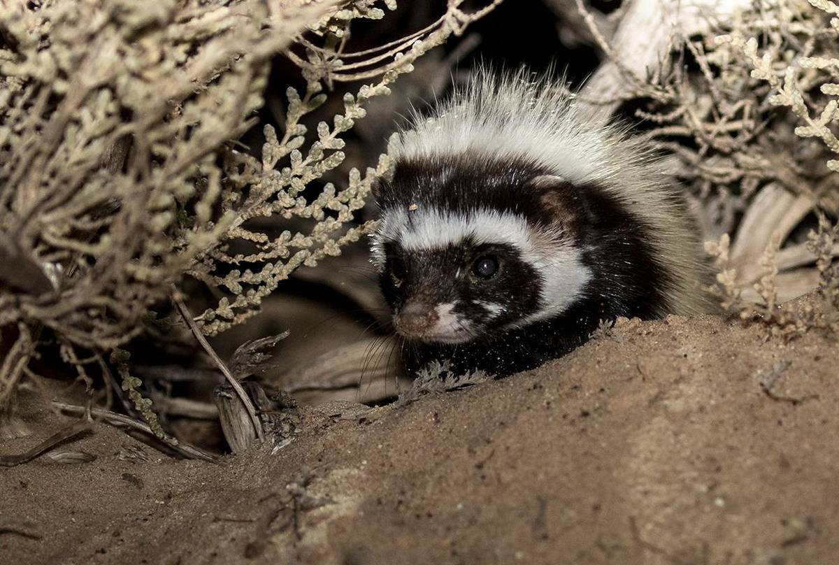 Western Sahara's Desert Wildlife (Mammals) - Naturetrek