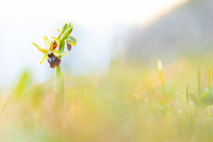 Early Spider Orchid © Simone Giachello