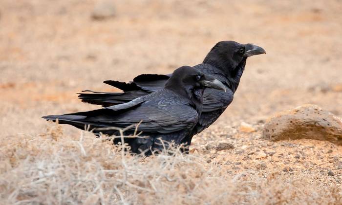 North African Raven, Fuerteventura © Brian Small.jpg