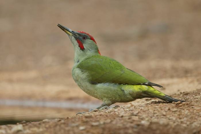 Iberian Green Woodpecker (David Jackson).jpeg