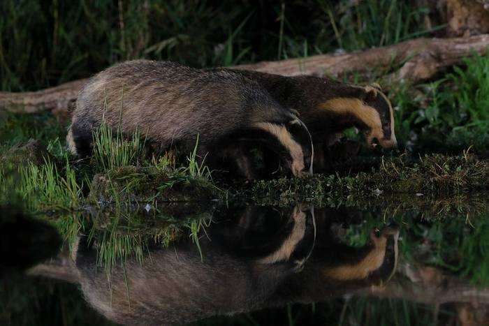 Badgers