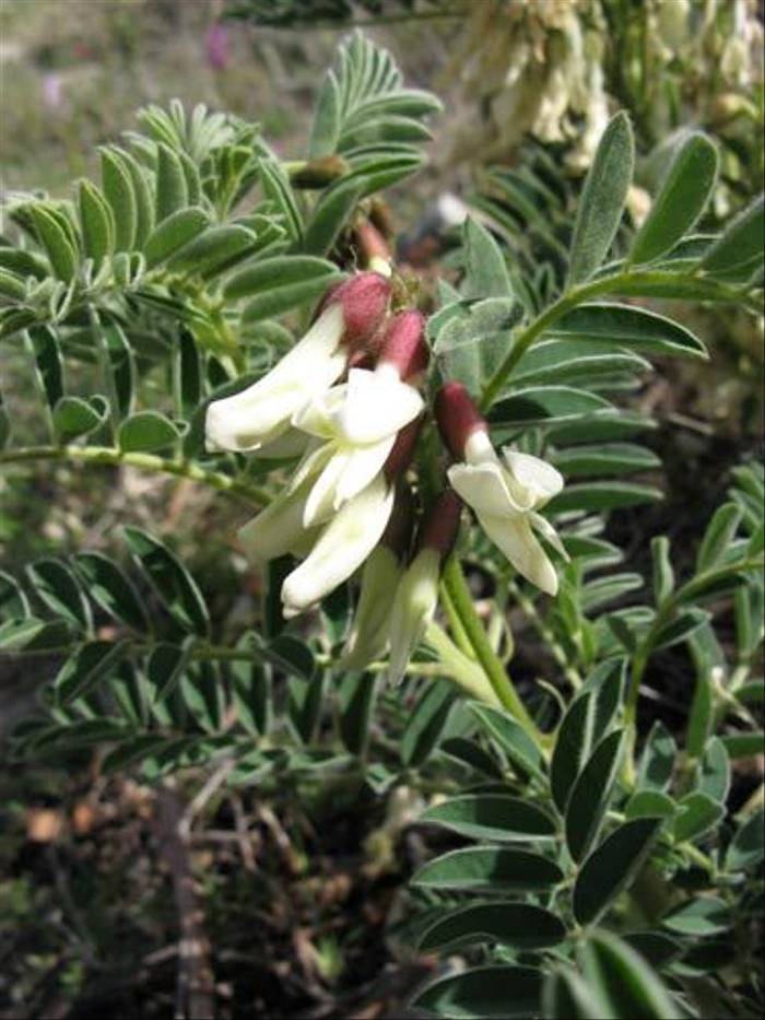 Astragalus lusitanicus (Paul Harmes)