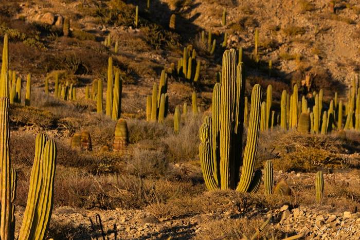 Sunset over Cardón Cacti on Isla Catalina.jpg