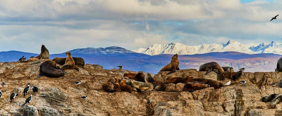 Sea lions on an island in the Beagle Canal. Argentine Patagonia in Autumn