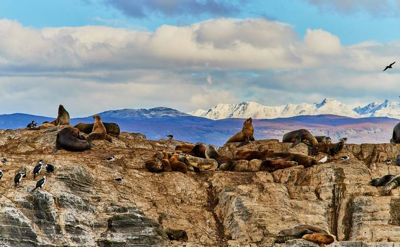 Sea lions and a bird on a small island in the Beagle Canal. Argentine Patagonia in Autumn