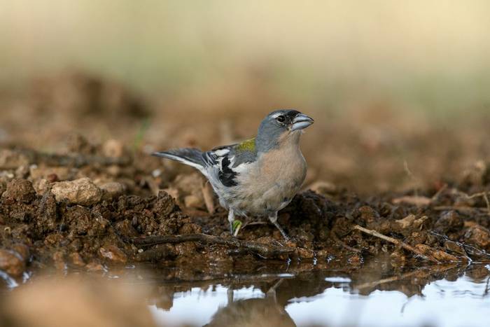 African Chaffinch