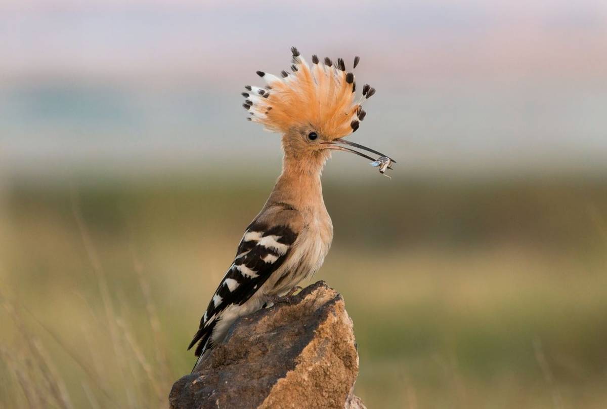 Hoopoe, Shutterstock 1155719653