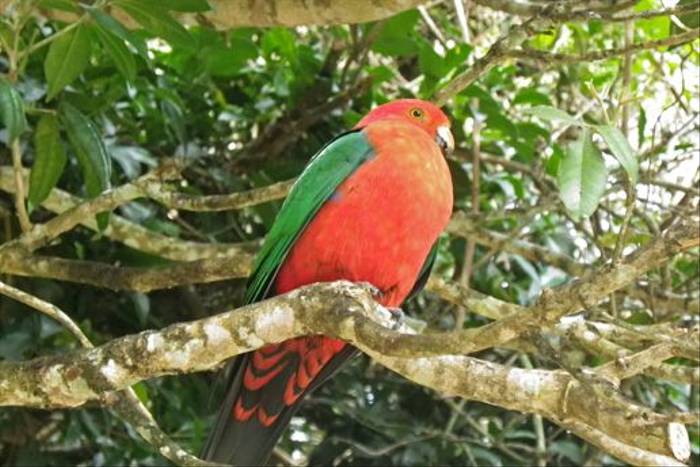 King Parrot (Phil Shaw)