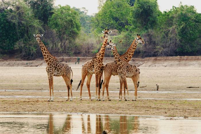 Thornicroft Giraffe, South Luangwa shutterstock_762822847.jpg