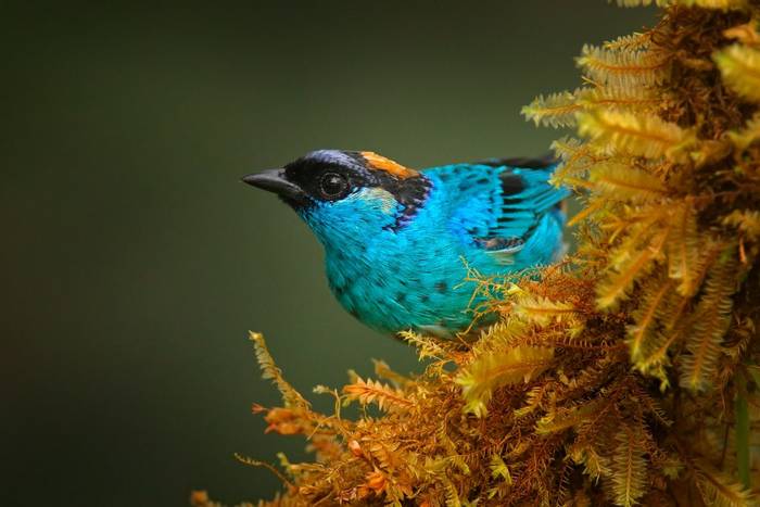 Blue Golden-naped Tanager